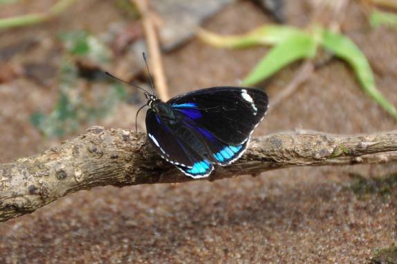 São dezenas de espécies de borboletas na região do Salto Yucumã, na fronteira entre Brasil e Argentina, no município de Derrubadas, no Rio Grande do Sul